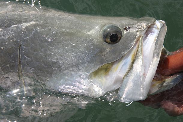 Fisho's Scott Thomas filming Bushy talking about Squidgy's new prawn lures.